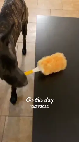 Helping mom clean #dogchores #busywork #malinoismastiff #belladog #besthelperever 