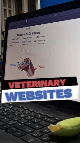 طب بيطري أخيرا💎✨️ Hidden gems.. #medicine #medicalstudent #studentlife #studytok #studywithme #vet #explore #اكسبلور #السعودية #ليبيا #dr_yassen  @YassenHassan | MedBro @YassenHassan | MedBro 