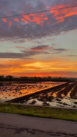 Bahan sw mu bolo  #qosidah #fyp #demak24jam #sunrise 