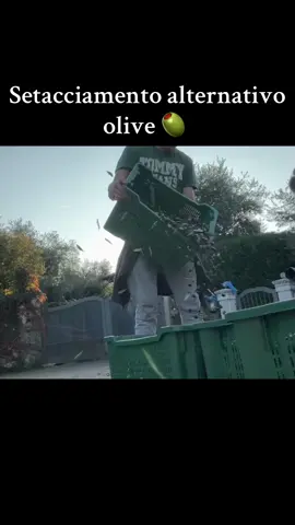 Setacciamento olive!🫒 E voi come vi siete ingegnati? Noi così. #masseriau #olive #raccoltaolive #2024 