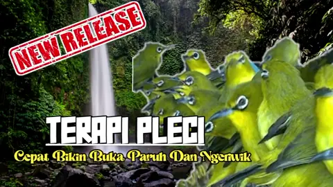 TERAPI PLECI OMBYOKAN BIAR NGERIWIK KASAR #pcmi #pcmiindonesia #plecingalasnembak #plecilokal