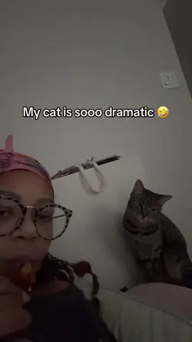Shes really a character fr 🤣🤣 #catsoftiktok #cats #catmemes #catlover 