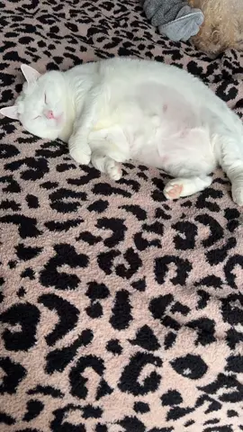 Somedays I want the life of my cat.. #cat #catsoftiktok #luna #sleepy 
