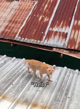 Cat say hello👋 #fypシ #foryou #funnyanimasl #funnycats #kitten #catlover #catsoftiktok #cutecat 