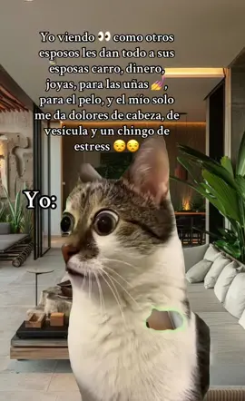 #CapCut#comedia#humor##videoviralitiktok❤viral🙏🙊 #gatitos#
