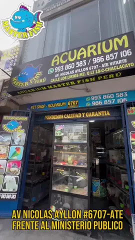 #Masterfish #pez #atevitarte #peru🇵🇪 #acuario #goldfish #acuariofilia #fancygoldfish #orandagoldfish  #fypdong #recreopalomino♡