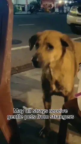They also deserve love and kindness #aspinsdeservebetter #straydeserveloveandkindness #dogsdeservelove #dogsarefamily #dogsareloyal #unconditionallove #dogsoftiktok #fyp 
