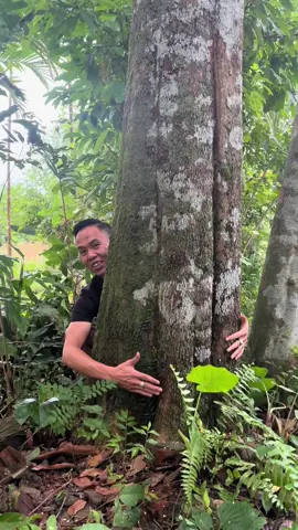 Đi mua cây dó kiến tại làng cổ lộc yên cùng em 👇👇👇#trầmhươngviệtnam @Huỳnh Đức Tài 