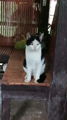 Ang tabaching namin☺️💞 #fyppppppppppppppppppppppp #foryoupage #catslovers #catsvideo 