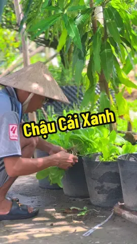 Trồng Cải Xanh Sạch #hienonha 