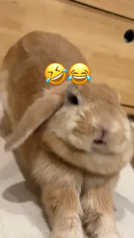 😂🤣 . ⚠️Please Give a Proper Credit. กรุณาให้เครดิตหากนำภาพหรือเนื้อหาไปใช้ . . #ม๊อคค่า28092567 #taotaobunnyfamily000 #taotao_bunnyfamily  #taotaobunnyfamily  #bunny #rabbit #คนรักกระต่าย #กระต่ายฮอลแลนด์ลอป #honlandlop #กระต่ายน่ารัก #HL #pet #สัตว์เลี้ยงน่ารัก #กระต่าย #ดวอร์ฟโฮโท #Dwarfhotot
