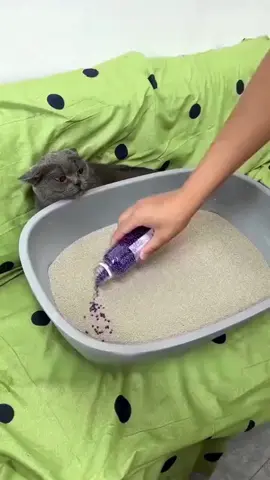 Cat Litter Deodorizer Crystal Lavender Perfume Antibacterial Deodorant Beads#catdeodorant #catlitter #catsoftiktok 