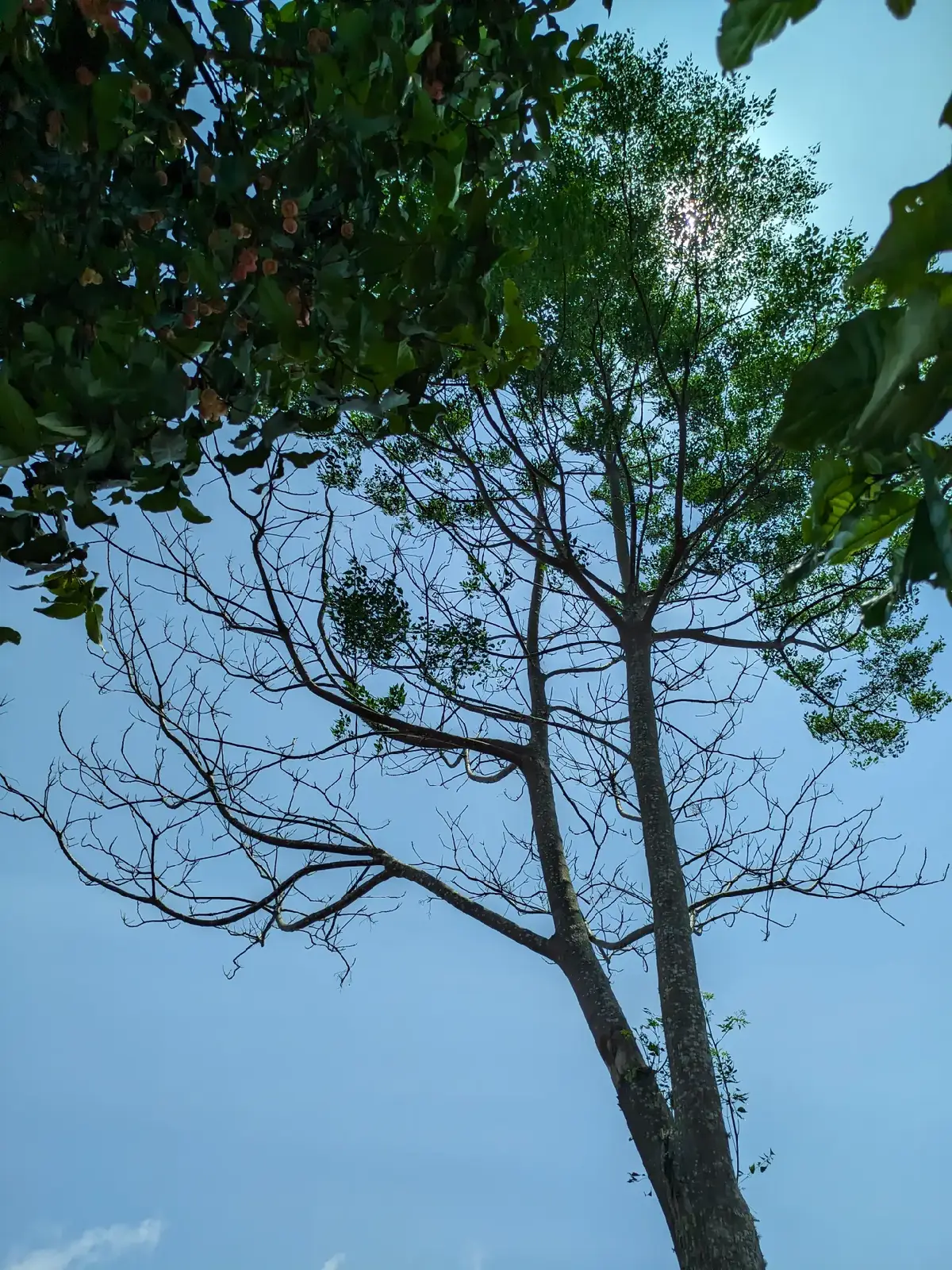 foto pohon dan langit pada siang hari #fypシ゚ #fypシ #pemandangan #pphon #pohon #langitaesthetic #langit 