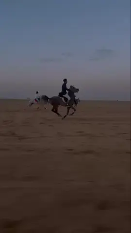 الحاكم 🎠#الحفر #خيل🐎 #LiveForTheChallenge 