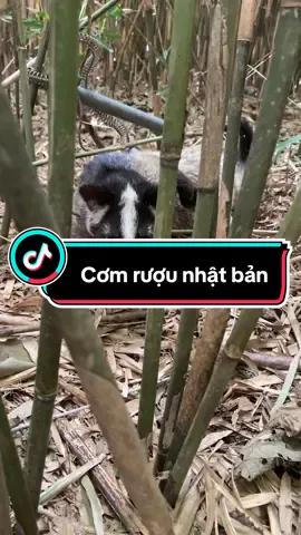 Bác Nào có KInh Nghiệm Nấu Cơm Rượu. Có thể Chỉ Giáo cho E Vài đường được ko😂. Uống Bia tốn tiền quá🥹#cuocsongnhatban #nhatban #nhatban🇯🇵 #vietnam #fyp #xh #nongnghiepvietnam #ibaraki #sanbat #nongnghiepnhatban 