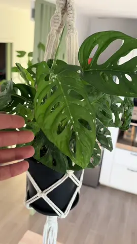 Insectes sur tes plantes ? 🌿 Découvre l’astuce de génie 🧪 pour t’en débarrasser ! 🐛 #plante #astuce #DIY #planteaddict #astuceplante #apprendresurtiktok #insecte #nuisible 