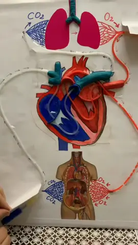 Vòng Tuần Hoàn Tim sẽ diễn ra như thế nào ???