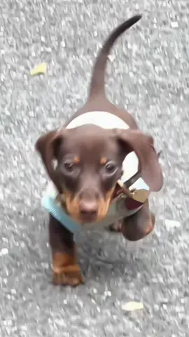 My lovely dog runs towards me #dachshund #minidachshund #dachshundpuppy #mylove #sausagedog #puppy #fyp 