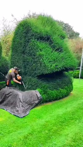 Try holding breath the whole video 🧑‍🌾💚 #garden #gardening #satisfyning #hedges #landscaping 