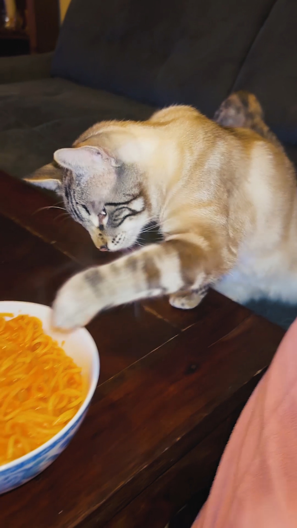 Episode 86 | 😂😂#cat #cats #catsoftiktok #animals #orangecat #orangecatbehavior #funnyvideo #funnyvideos #pet #pets #funny #fyp #fypシ #PetsOfTikTok #🤣 #🤣🤣🤣 