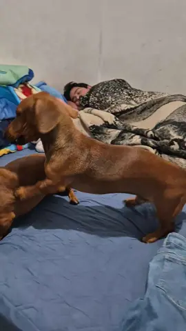 él durmiendo y los perros peleando en la cama 😂 #dachsund#fyp 