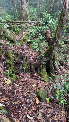 Pos 2 gunung bawang bengkeyang #pendakigunung #masukberanda #pendaki #fyp #alamborneo #foryoupage #gunungbawang1471mpdl 