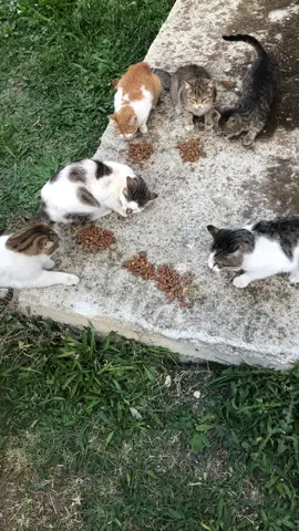 #keşfet mama yardımı için oğuzhan beye teşekkür ederim onun sayesince canlar doyuyor her gün❤️