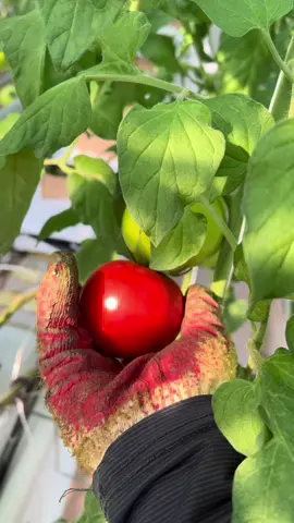 Ăn giải khát tí rồi lao vào công việc 😂 #laodongthoivuhanquoc #hànquốc🇰🇷🇻🇳 #vietnam🇻🇳 #gianggioigian #tomato 