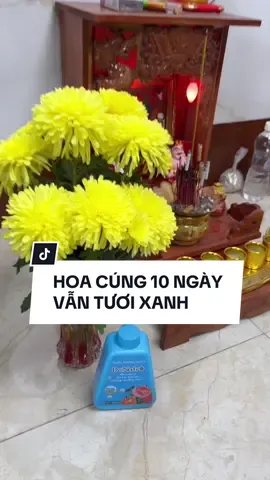 Hoa cúng 10 ngày rồi vẫn còn tươi xanh nha anh chị #drnatro #LearnOnTikTok #nuociontutruong #nuocduonghoadrnatro #taydanang #drnatrovietnam 