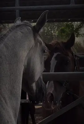 تروح بضحكة دي مشاكلي 🫠🦋🤍✨#راشديةمطنوخة #خيل_وخياله🐎 #خيل_عربي_اصيل🐎🐎 #fyp #foryou #viral #viralvideo #viraltiktok 