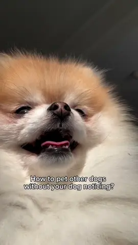 How to pet other dogs without your dog noticing? . 📸 Post from Instagram (plumethepom) ~DM for remove~ . #fyppppppppppppppppppppppp #trending #pomeranian 