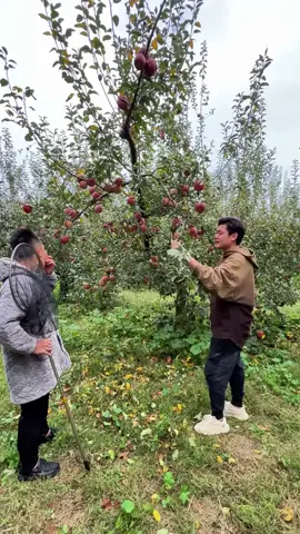 😂😂😂劝你吃饭的时候不要看怕你喷出来#搞笑影片 #搞笑视频分享 #新加坡生活 #搞笑视频 #搞笑 #搞笑视频分享 #