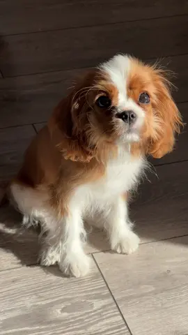 #cavalierkingcharlesspaniel #кавалеркінгчарльзспаніель #кавалер #цуцик 
