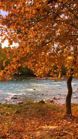 پاقژيا دلئ مه ب دلئ وان نه بوو ژبه ر هندئ چوون ل گليشيت ئاستئ خوه ب گه رن ..!!  📸🍁 #a7mee22  #شعب_الصيني_ماله_حل😂😂  #venom  #boynagalava  #autumn 