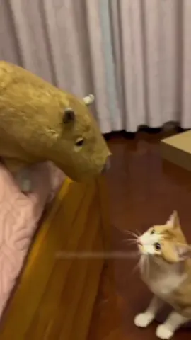 Part 22 | Funny cats getting scared 😂😱 #kitten #funny #funnycat #fyp #pourtoi #cat #cutecat #sillycat 