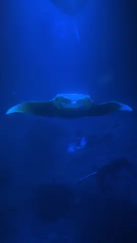 Manta Ray Night Snorkeling💙#magical #bigislandhawaii #hawaii #mantarays #kona #motherearth @Caritoswayyy 