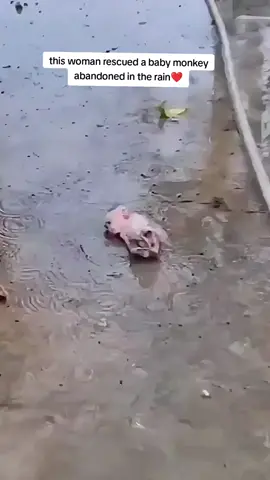 this woman rescued a baby monkey abandoned in the rain❤️ #rescue #animalsoftiktok #monkey 