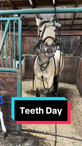 Teeth Time!🐴 #teethfloating #equinecare #horsecare 