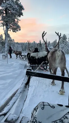 #christmas #lapland #finland #santa #magical #christmastiktok #snow #reindeer #sunset #travel #family #christmascountdown 