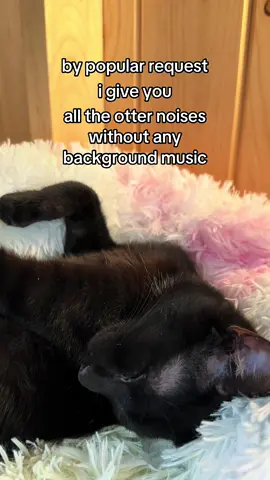 just in case anyone needs 2.5 stress free minutes today #catsoftiktok #tiktokcats #cats #deafcat #fyp 