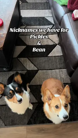 What is your dogs nickname? #corgioftiktok #dognicknames #porknbeans #corgicommunity 