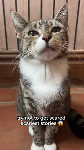 funky burger #pet #cat #trending sound - offlain 