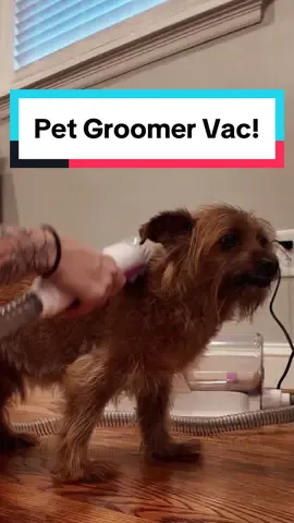 Stinky Dog Diaries with Slugo Plaskett 😂 #doggroomer #dog #doglife #pets #doggrooming #dogpeople 