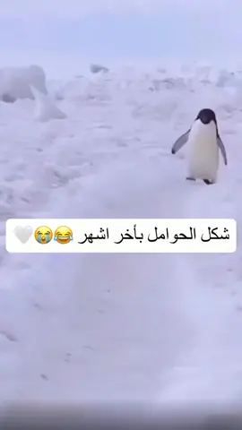وهي مشية لحوامل بالشهر لتاسع 😅😅😅😅