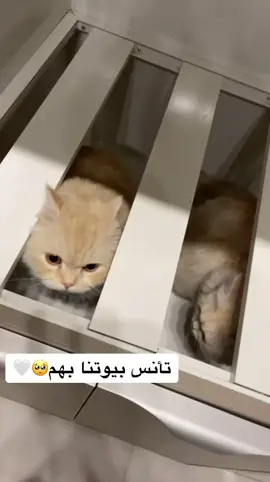 #اكسبلور #fypシ #fyp #🥺💔 #قطط #قطي #explore #اولادي 