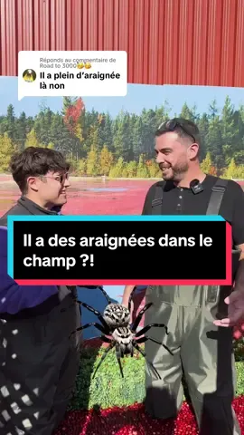 Réponse à @Road to 3000🥳🥳 On est encerclé d’araignées ?! #question #araignee #mythe #qc #nutrafruit 
