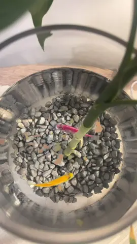 #خذ بقايا ذكرياتك