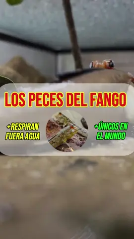 Los Peces del Fango🤯🐟Pueden Respirar durante Días Fuera del Agua😱  #parati #foryou #fyp #viralvideos #peces #pecesdelfango #pecestropicales #pecesitos #pez #pesca #reels #viralvideotiktok #datoscuriosos #datosinteresantes #nature #naturaleza #mundoanimal #mundoazul #pecesenelrio #datocurioso 