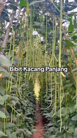 Cocok ditanam di sawah para petani.#kacang #kacangpanjang #petanimuda #petanimilenial #petanimodern #petaniindonesia🇮🇩🇮🇩🇮🇩🌿🌿 