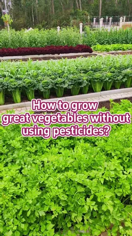 #garden #gardentips #gardening #gardeningtips #planting #agriculture #gardeninghacks #gardening101 #vegetables #planttips 